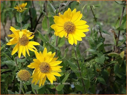 Helianthus microcephalus | Vaste zonnebloem | Kleinblumige Sonnenblume