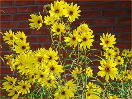 Helianthus salicifolius | Vaste zonnebloem