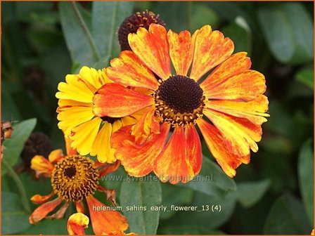 Helenium &amp;#39;Sahins Early Flowerer&amp;#39; | Zonnekruid | Sonnenbraut