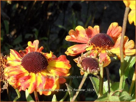 Helenium &amp;#39;Sahins Early Flowerer&amp;#39; | Zonnekruid | Sonnenbraut