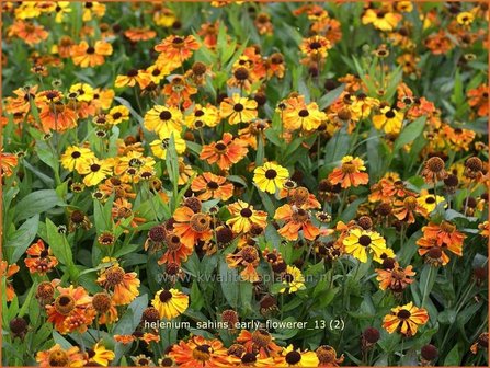 Helenium &amp;#39;Sahins Early Flowerer&amp;#39; | Zonnekruid | Sonnenbraut