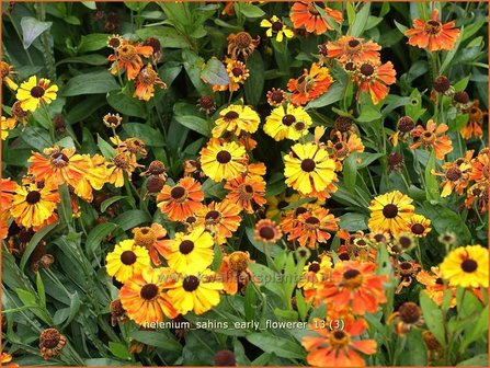 Helenium &amp;#39;Sahins Early Flowerer&amp;#39; | Zonnekruid | Sonnenbraut