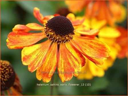 Helenium &amp;#39;Sahins Early Flowerer&amp;#39; | Zonnekruid | Sonnenbraut