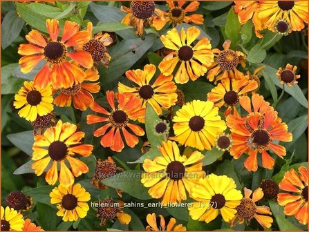 Helenium &amp;#39;Sahins Early Flowerer&amp;#39; | Zonnekruid | Sonnenbraut