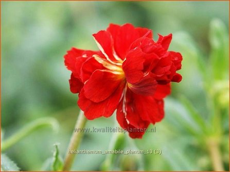 Helianthemum &#039;Amabile Plenum&#039; | Zonneroosje