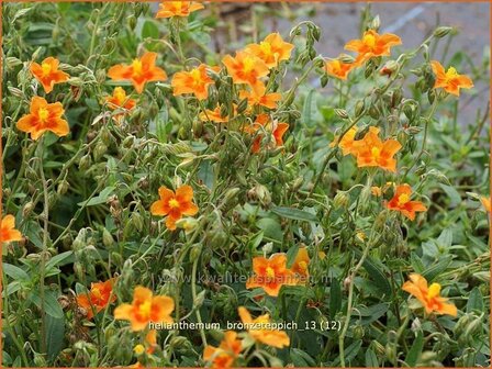 Helianthemum &#039;Bronzeteppich&#039; | Zonneroosje