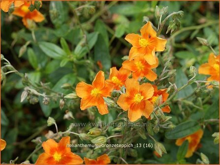 Helianthemum &#039;Bronzeteppich&#039; | Zonneroosje