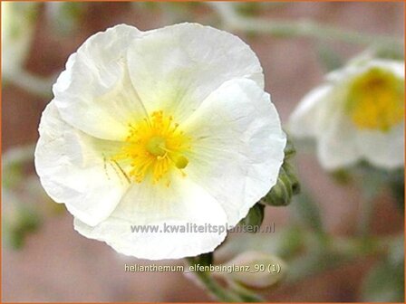 Helianthemum &#039;Elfenbeinglanz&#039; | Zonneroosje