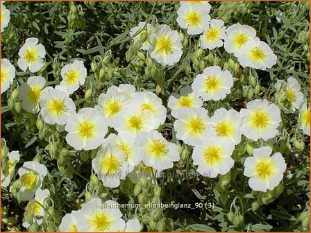 Helianthemum &#039;Elfenbeinglanz&#039; | Zonneroosje