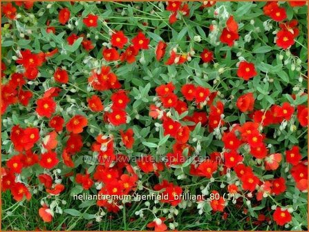 Helianthemum &#039;Henfield Brilliant&#039; | Zonneroosje