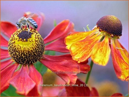 Helenium &#039;Baudirektor Linne&#039; | Zonnekruid