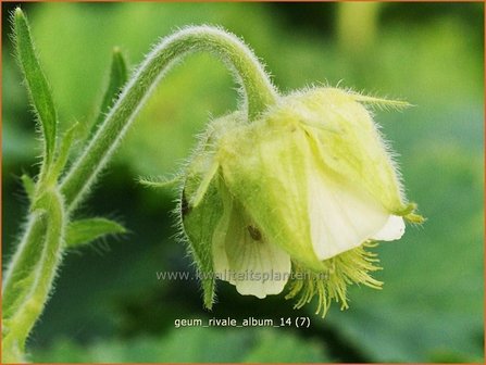 Geum rivale &#039;Album&#039; | Nagelkruid, Knikkend nagelkruid