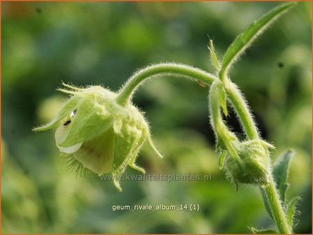 Geum rivale &#039;Album&#039; | Nagelkruid, Knikkend nagelkruid