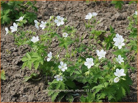 Geranium sylvaticum &#039;Album&#039; | Ooievaarsbek