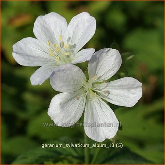 Geranium sylvaticum &#039;Album&#039; | Ooievaarsbek