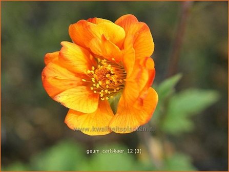 Geum &#039;Carlskaer&#039; | Nagelkruid