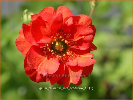 Geum chiloense &#039;Mrs Bradshaw&#039; | Nagelkruid