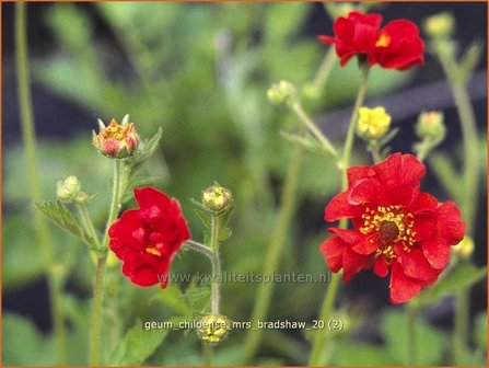 Geum chiloense &#039;Mrs Bradshaw&#039; | Nagelkruid