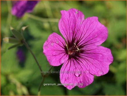 Geranium psilostemon | Ooievaarsbek