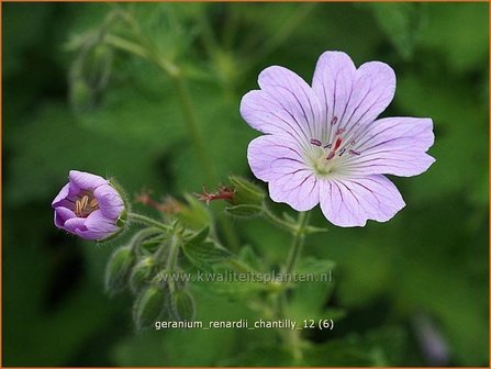 Geranium renardii &#039;Chantilly&#039; | Ooievaarsbek