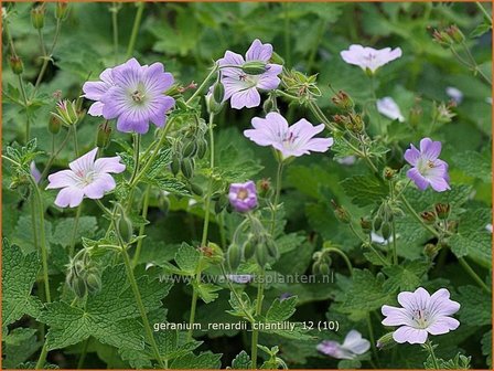 Geranium renardii &#039;Chantilly&#039; | Ooievaarsbek