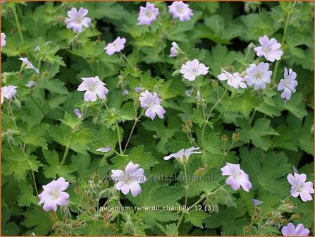 Geranium renardii &#039;Chantilly&#039; | Ooievaarsbek