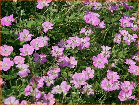 Geranium riversleaianum &#039;Mavis Simpson&#039; | Ooievaarsbek