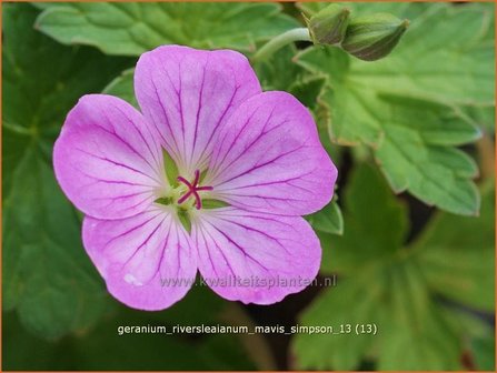 Geranium riversleaianum &#039;Mavis Simpson&#039; | Ooievaarsbek