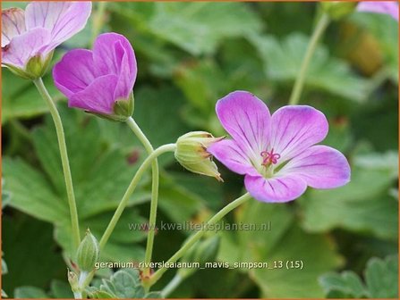 Geranium riversleaianum &#039;Mavis Simpson&#039; | Ooievaarsbek