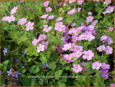 Geranium riversleaianum &#039;Mavis Simpson&#039; | Ooievaarsbek