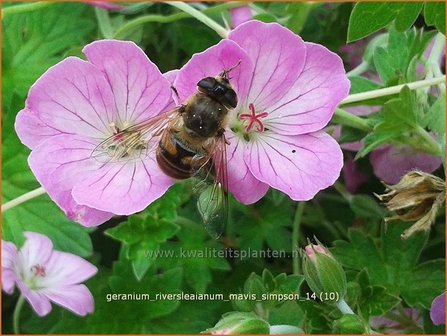 Geranium riversleaianum &#039;Mavis Simpson&#039; | Ooievaarsbek