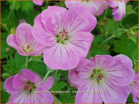 Geranium riversleaianum &#039;Mavis Simpson&#039; | Ooievaarsbek