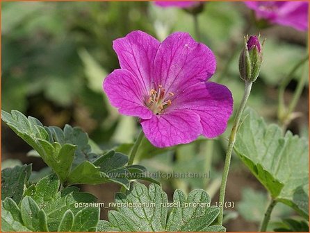 Geranium riversleaianum &#039;Russell Prichard&#039; | Ooievaarsbek