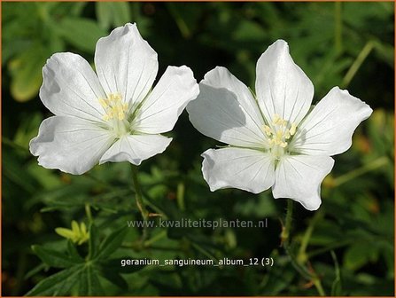 Geranium sanguineum &#039;Album&#039; | Ooievaarsbek