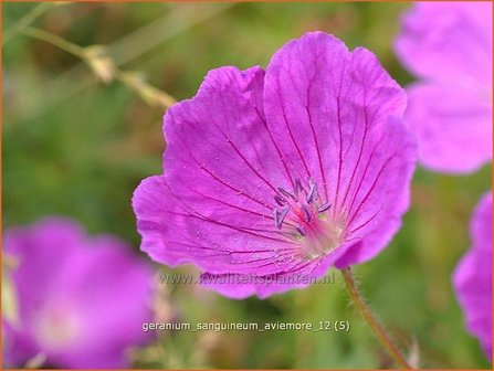 Geranium sanguineum &#039;Aviemore&#039; | Ooievaarsbek