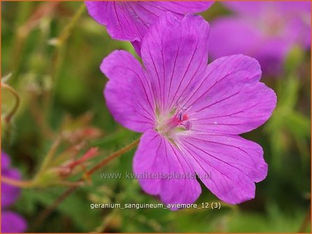 Geranium sanguineum &#039;Aviemore&#039; | Ooievaarsbek