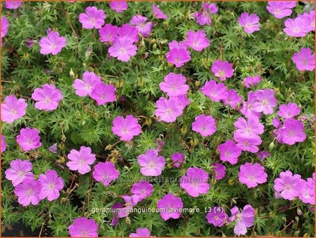 Geranium sanguineum &#039;Aviemore&#039; | Ooievaarsbek