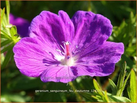 Geranium sanguineum &#039;Feu d&#039;Autumne&#039; | Ooievaarsbek