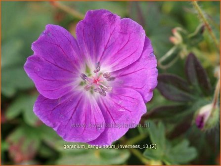 Geranium sanguineum &#039;Feu d&#039;Autumne&#039; | Ooievaarsbek