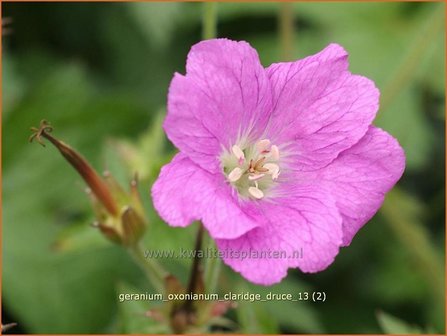 Geranium oxonianum &#039;Claridge Druce&#039; | Ooievaarsbek