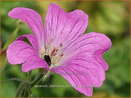 Geranium oxonianum &#039;Claridge Druce&#039; | Ooievaarsbek