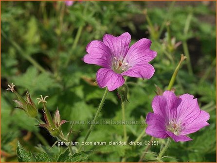 Geranium oxonianum &#039;Claridge Druce&#039; | Ooievaarsbek