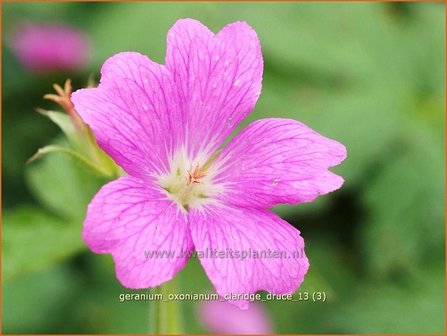 Geranium oxonianum &#039;Claridge Druce&#039; | Ooievaarsbek