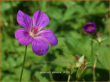 Geranium palustre | Ooievaarsbek, Moerasooievaarsbek