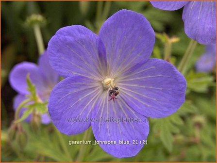 Geranium &#039;Johnson&#039;s Blue&#039; | Ooievaarsbek