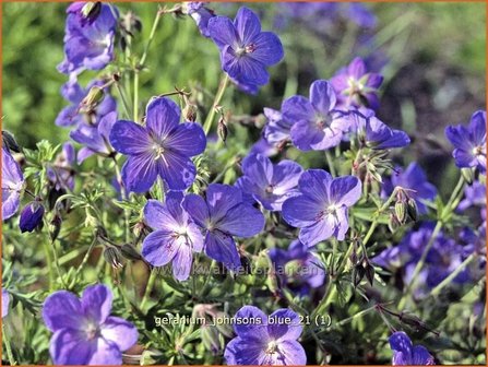 Geranium &#039;Johnson&#039;s Blue&#039; | Ooievaarsbek