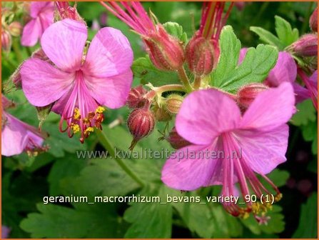 Geranium macrorrhizum &#039;Bevan&#039;s Variety&#039; | Ooievaarsbek