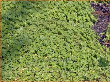 Geranium macrorrhizum &#039;Olympos&#039; | Ooievaarsbek, Tuingeranium | Balkan-Storchschnabel