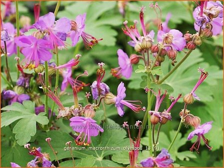 Geranium macrorrhizum &#039;Olympos&#039; | Ooievaarsbek, Tuingeranium | Balkan-Storchschnabel