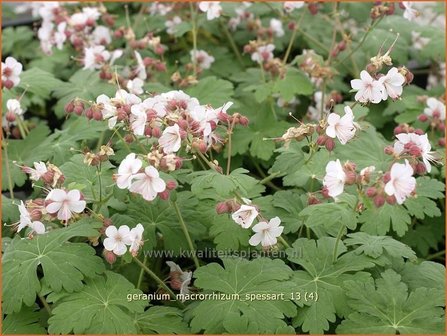 Geranium macrorrhizum &#039;Spessart&#039; | Ooievaarsbek